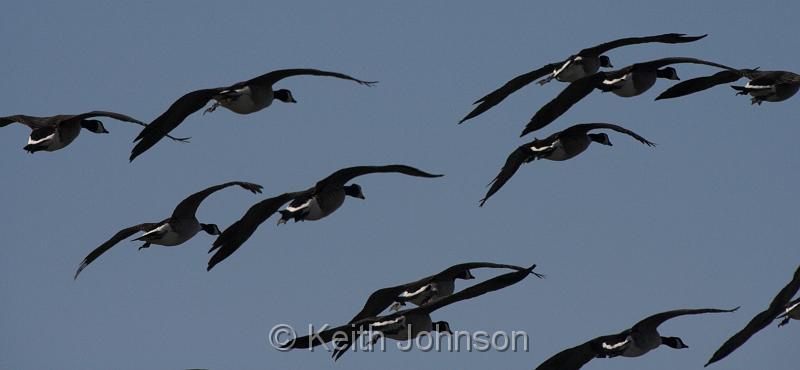 Geese in flight.jpg